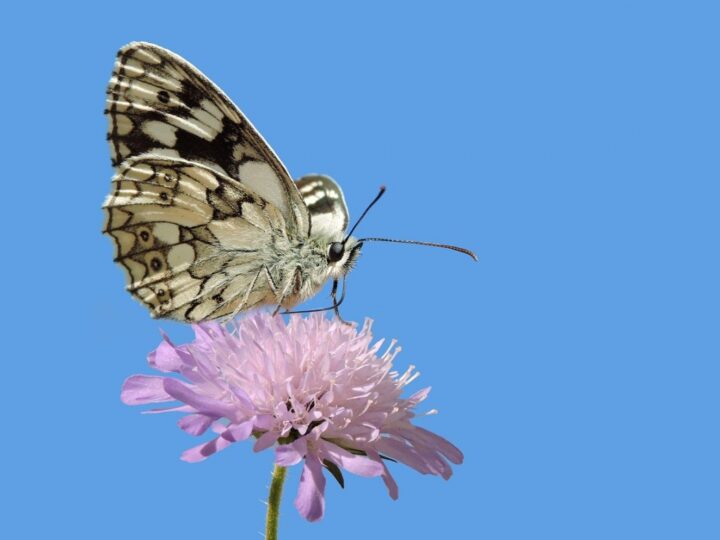Naparstnica purpurowa – niepowtarzalna ozdoba ogrodu przyciągająca motyle