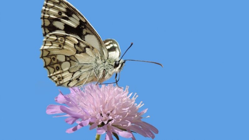 Naparstnica purpurowa – niepowtarzalna ozdoba ogrodu przyciągająca motyle