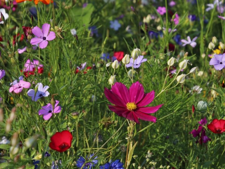 Odkrywaj kolorowy świat kwiatów: Torenia fournieri, doskonała alternatywa dla bratków i pelargonii