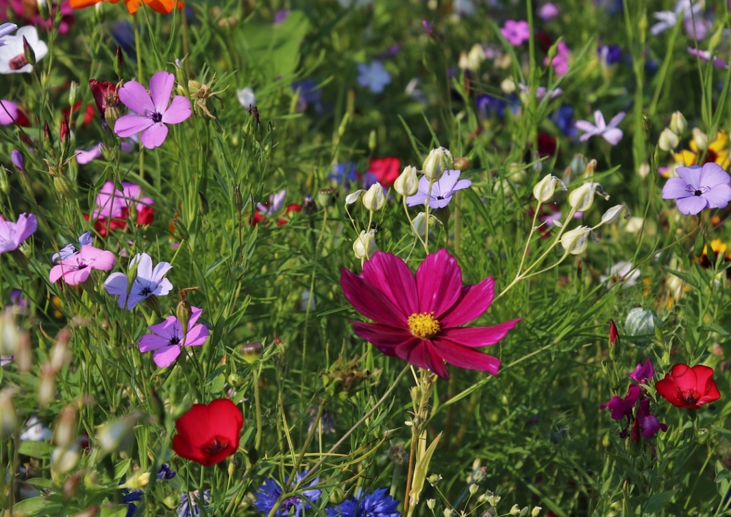 Odkrywaj kolorowy świat kwiatów: Torenia fournieri, doskonała alternatywa dla bratków i pelargonii