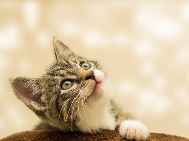 Zrozumienie mowy kota: Więcej niż tylko "kici, kici"