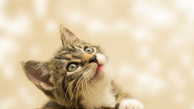 Zrozumienie mowy kota: Więcej niż tylko "kici, kici"