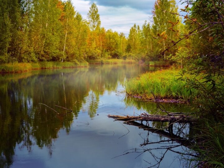 Prosta zasada: więcej drzew, mniej trawników, na rzecz walki z kryzysem klimatycznym