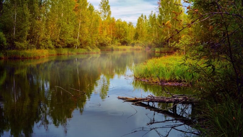 Prosta zasada: więcej drzew, mniej trawników, na rzecz walki z kryzysem klimatycznym