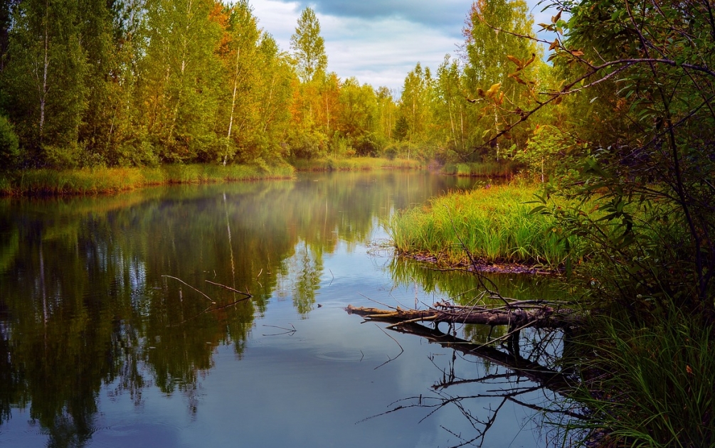 Prosta zasada: więcej drzew, mniej trawników, na rzecz walki z kryzysem klimatycznym