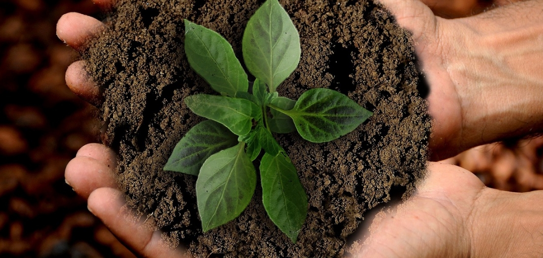 Ogrody botaniczne jako nowa metoda redukcji skutków upałów w miastach