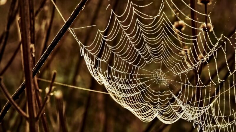 Metafora jesiennego piękna natury – zjawisko babiego lata i tajemnice pajączków baloniarzy